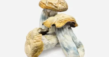 Hillbilly Magic Mushrooms