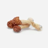 Penis Envy Dino Eggs Magic Mushrooms