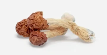 Penis Envy Dino Eggs Magic Mushrooms